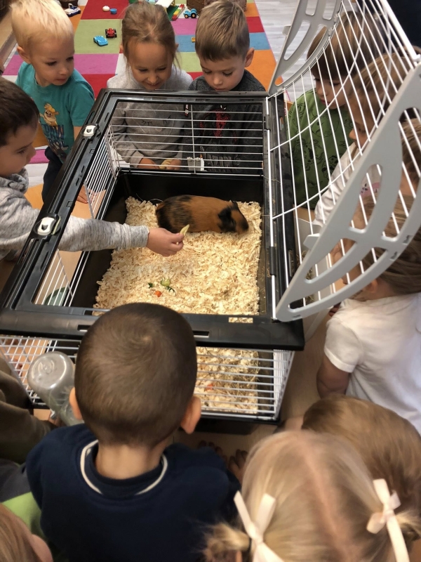 Állatok Világnapja